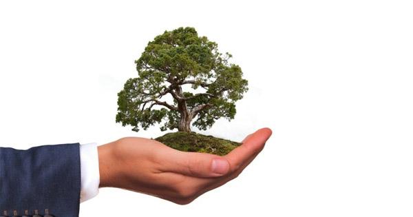 a hand holding a small tree